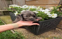 Cocker Spaniel dogs for sale: Cocker spaniel  - Image 7