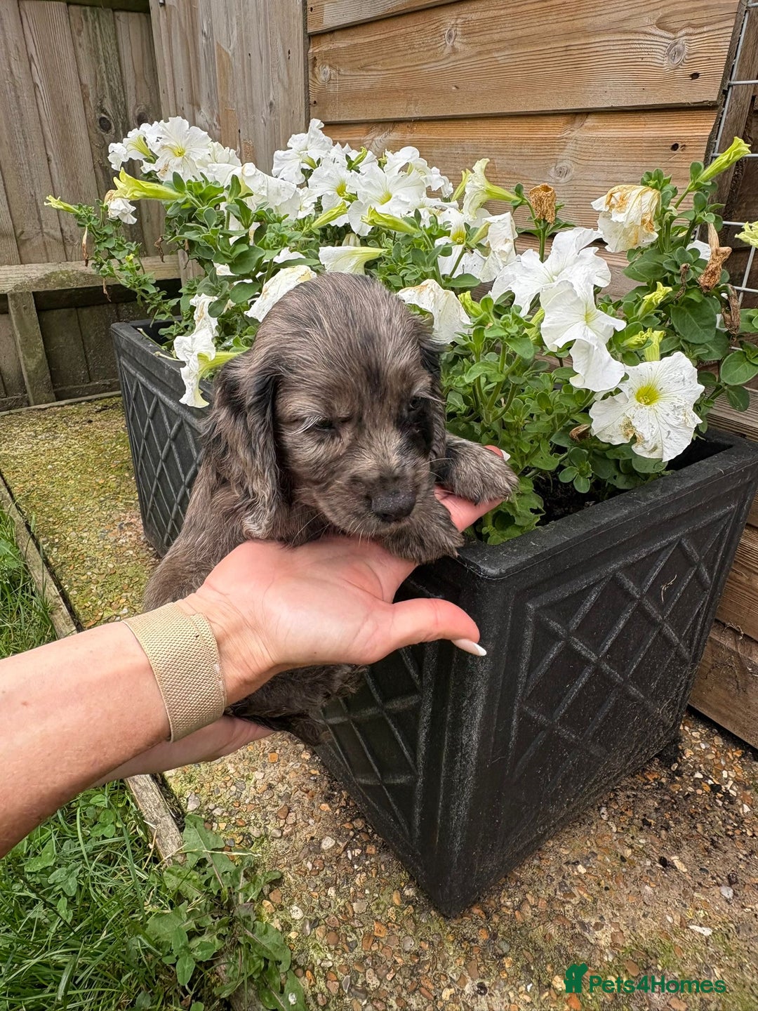 Cocker Spaniel dogs for sale: Cocker spaniel  - Image 7
