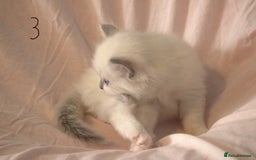 Ragdoll cats for sale: Ragdoll Kittens - Image 7