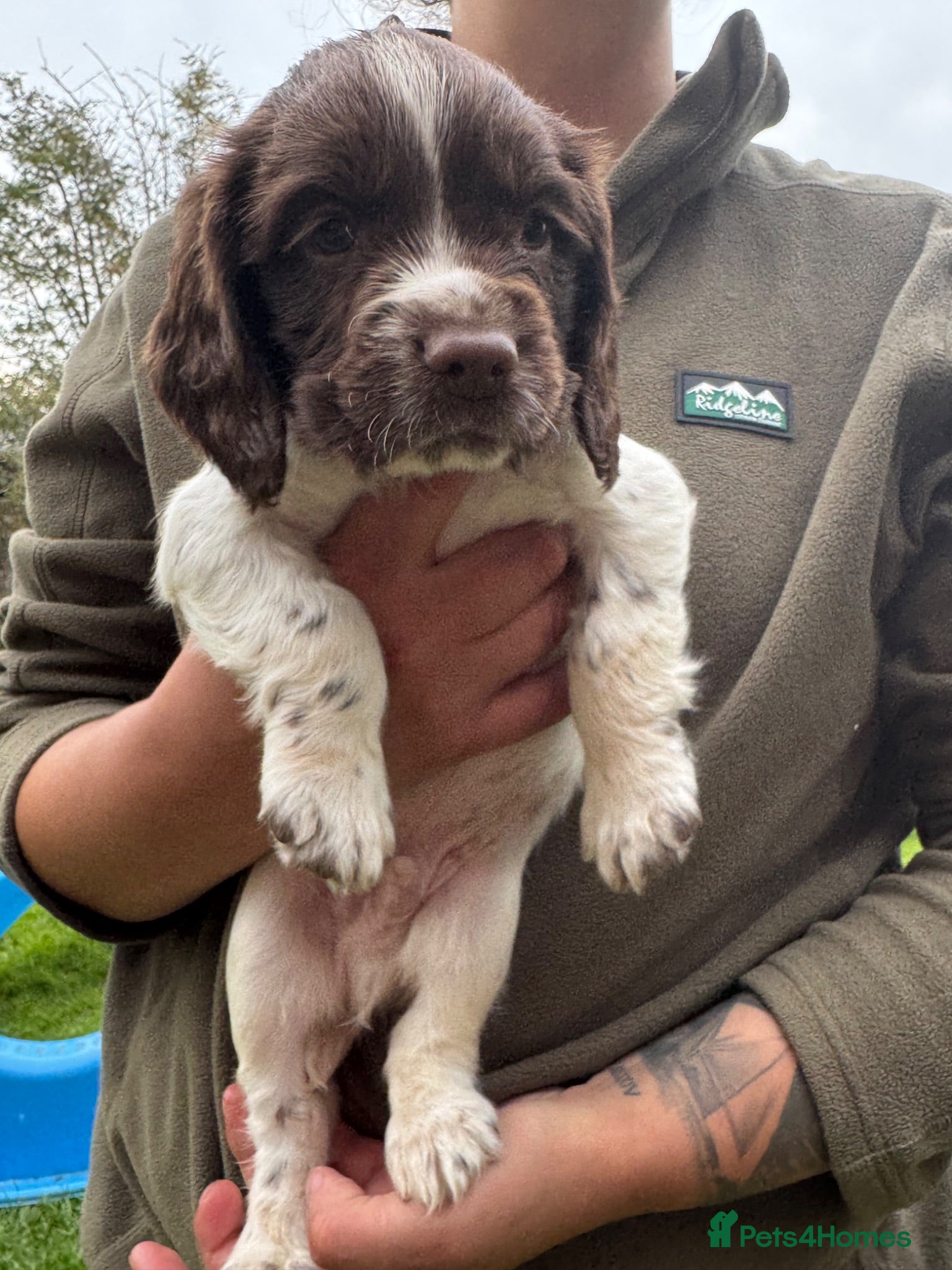 English Springer Spaniel dogs Old fashioned springer spaniel puppies - Advert 2