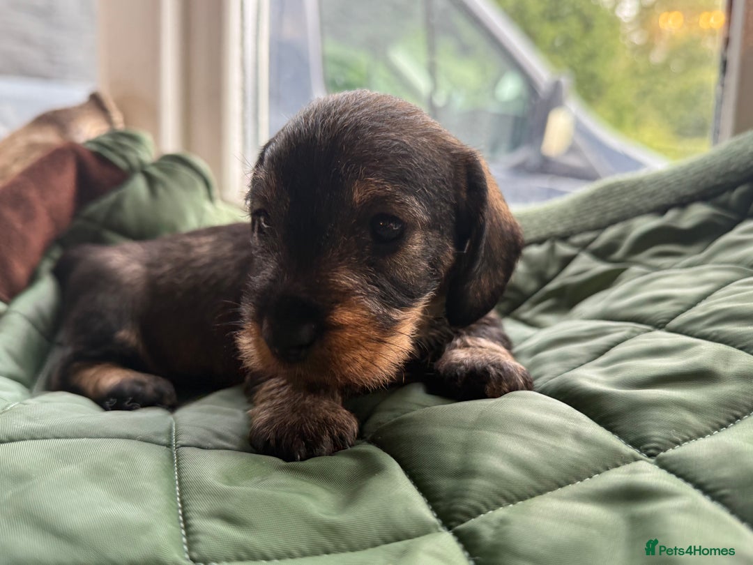 Miniature Dachshund dogs for sale: Miniature wirehaired Dachshund  - Image 8