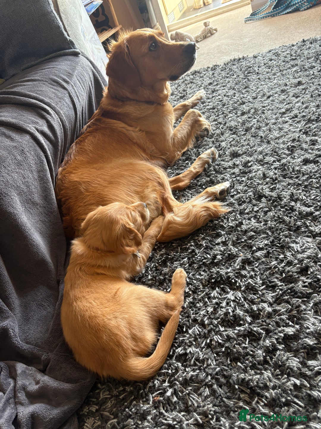 Golden Retriever dogs for sale: 🐾 Ready Soon!! KC Golden Retriever Male Puppies - Image 24