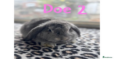 Mini Lop rabbits - Advert 2
