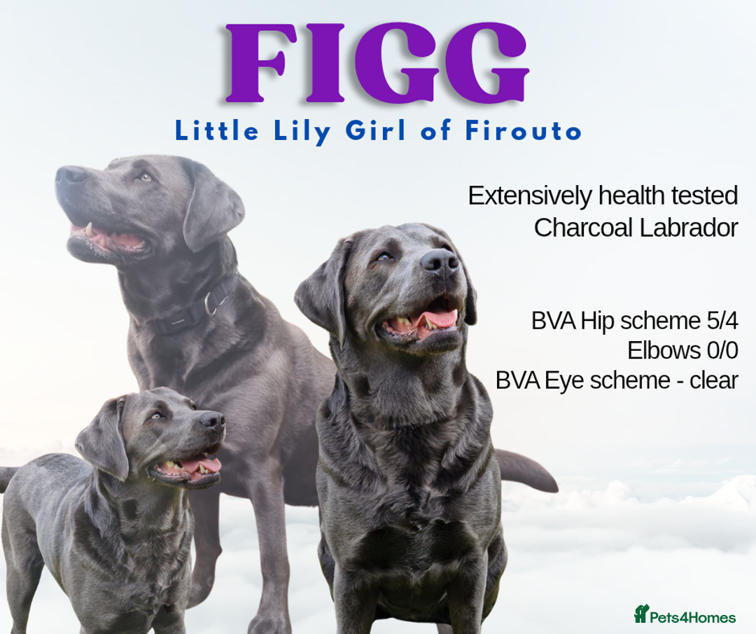 Labrador Retriever dogs for sale: Health Tested KC Registered Labradors - Image 2