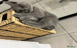 British Shorthair cats for sale: Reduced to clear Britsh shorthair Pure blue Girl  - Advert 2