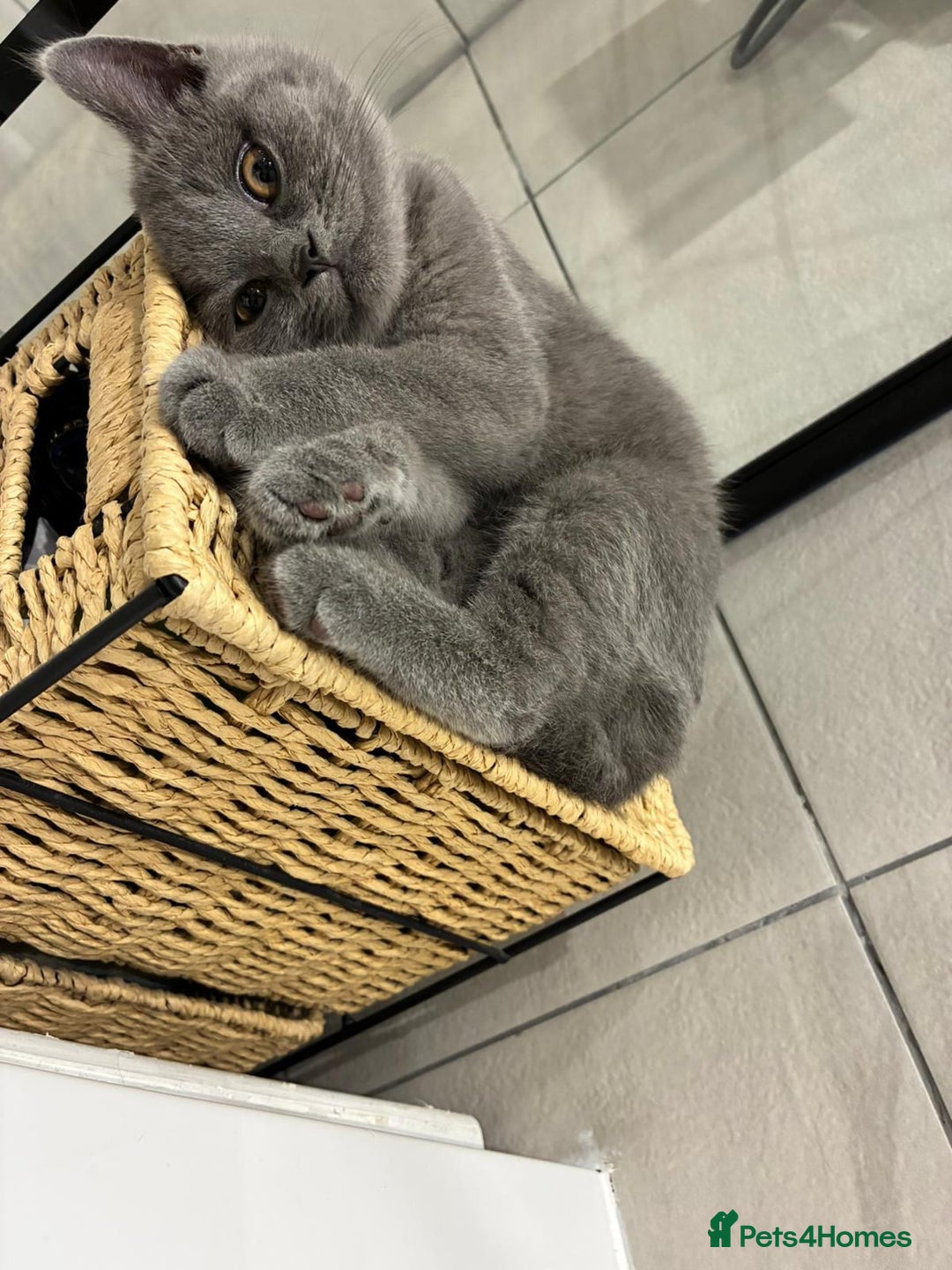 British Shorthair cats for sale: Reduced to clear Britsh shorthair Pure blue Girl  - Advert 2