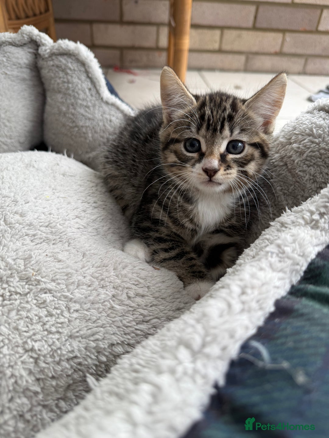 European cats for sale: 3 lovely girls  - Image 1