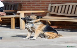 Mixed Breed dogs for adoption: Super Shelby - Image 4
