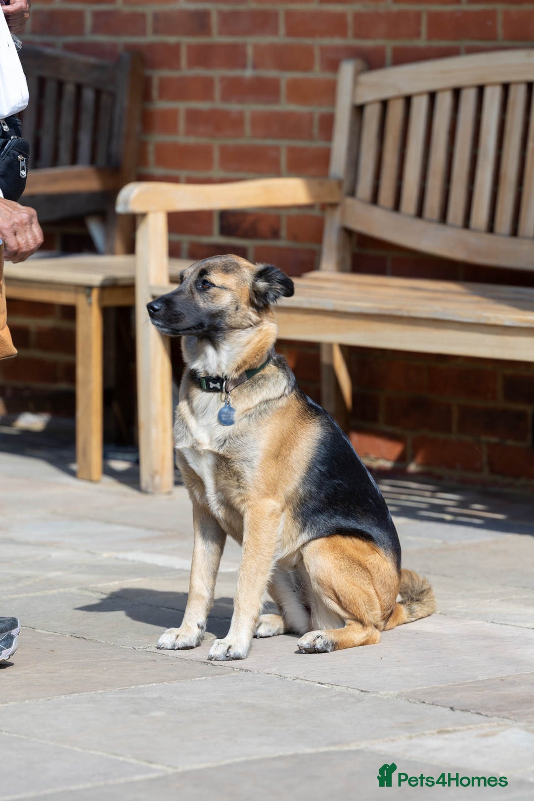 Mixed Breed dogs for adoption: Super Shelby - Image 4