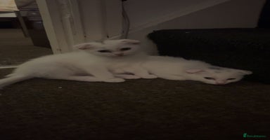 Scottish Fold cats - Advert 8