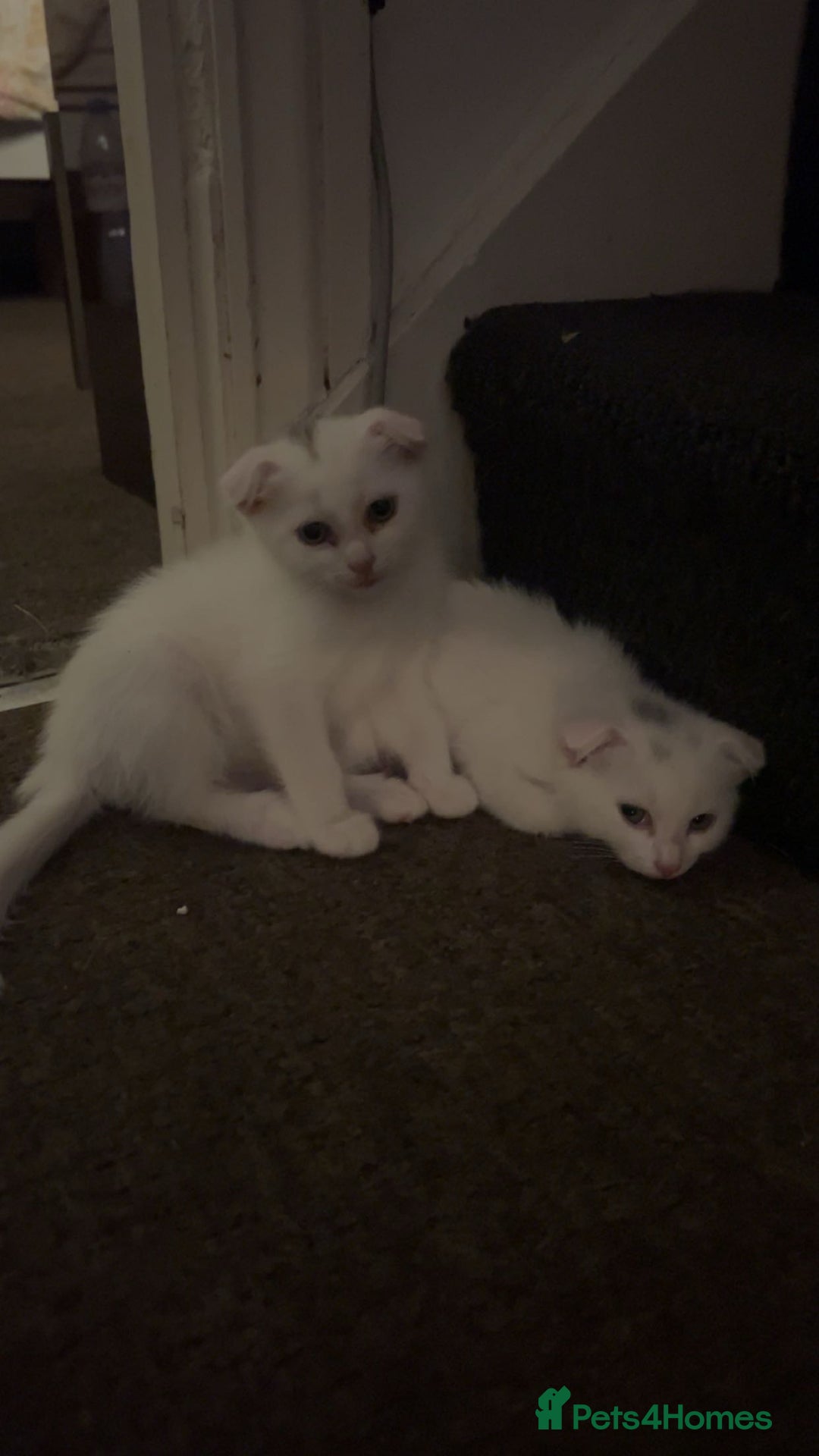 Scottish Fold cats for sale: 3 Scottish folds and 1 Scottish straight - Image 3