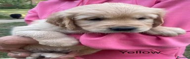 Yellow collar