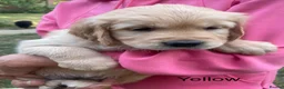 Golden Retriever dogs for sale: Gorgeous KC Registered Puppies in Sudbury - Advert 13
