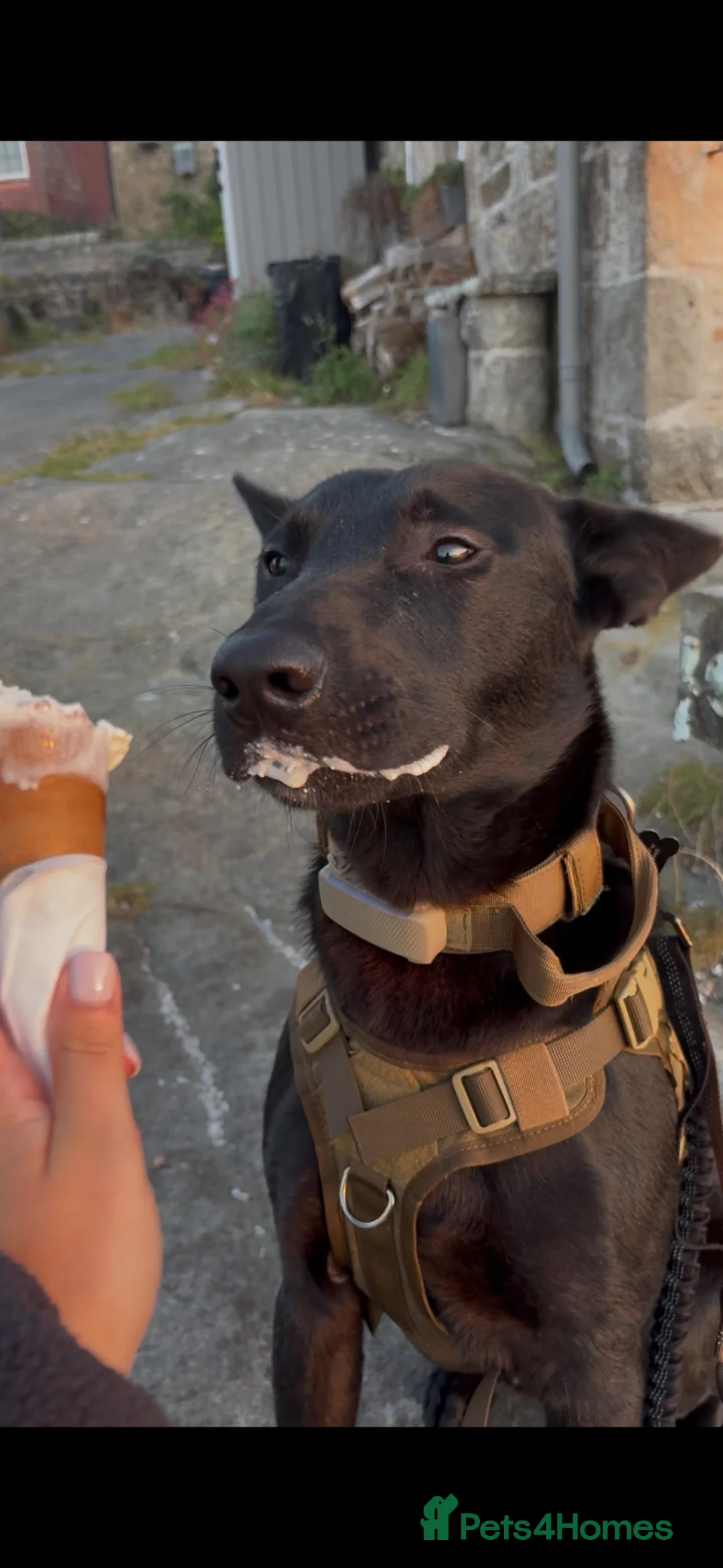 Mixed Breed dogs for stud: Belgian Malinois/ German Shepherd for breeding. in Chester - Advert 5