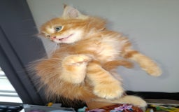 Ragdoll cats for sale: Kittens  - Image 12