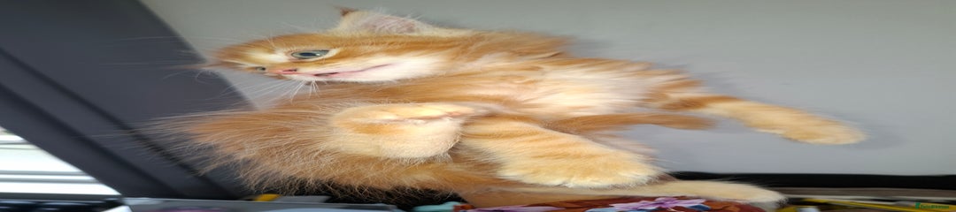 Ragdoll Kitten 6