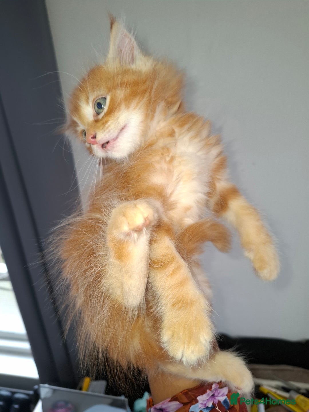 Ragdoll cats for sale: Kittens  - Image 12