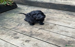 Cockapoo dogs for sale: Cockapoos puppies  - Image 13