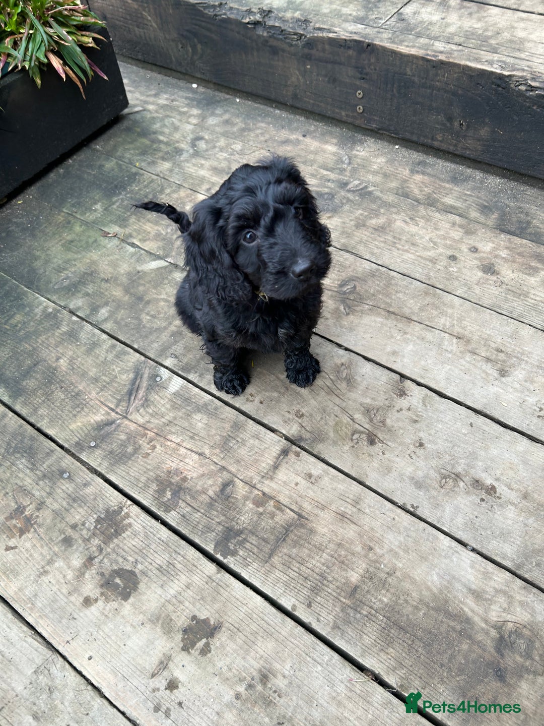 Cockapoo dogs for sale: Cockapoos puppies  - Image 13