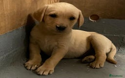 Labrador Retriever dogs for sale: Fox red Labradors  - Image 15