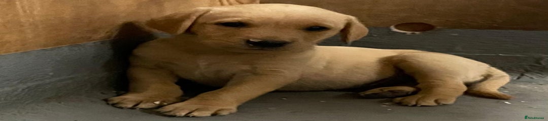 Labrador Retriever Puppy 6
