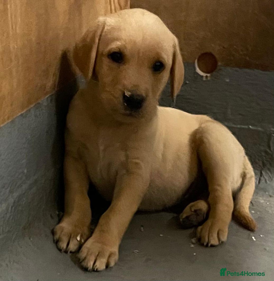 Labrador Retriever dogs for sale: Fox red Labradors  - Image 15