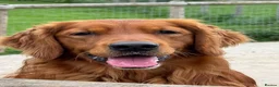 Golden Retriever dogs for stud: Dark Golden Retriever stud dog - Advert 3