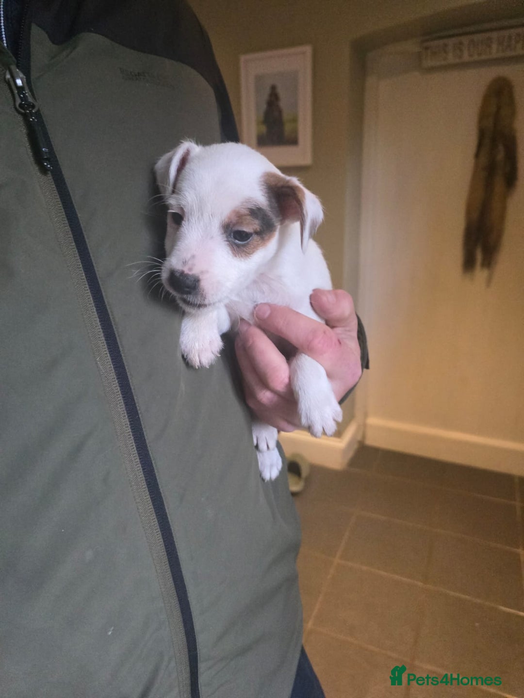 Jack Russell dogs for sale: Jack Russell puppies  - Advert 7