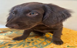 Mixed Breed dogs for sale: Cocker spaniel & boarder collie cross  - Image 4