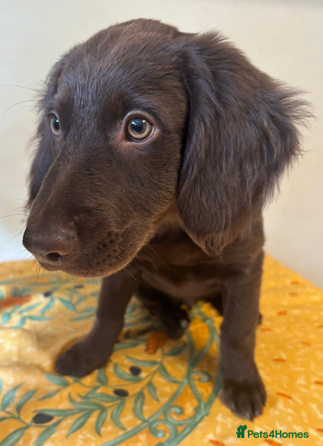 Mixed Breed dogs for sale: Cocker spaniel & boarder collie cross  - Image 4