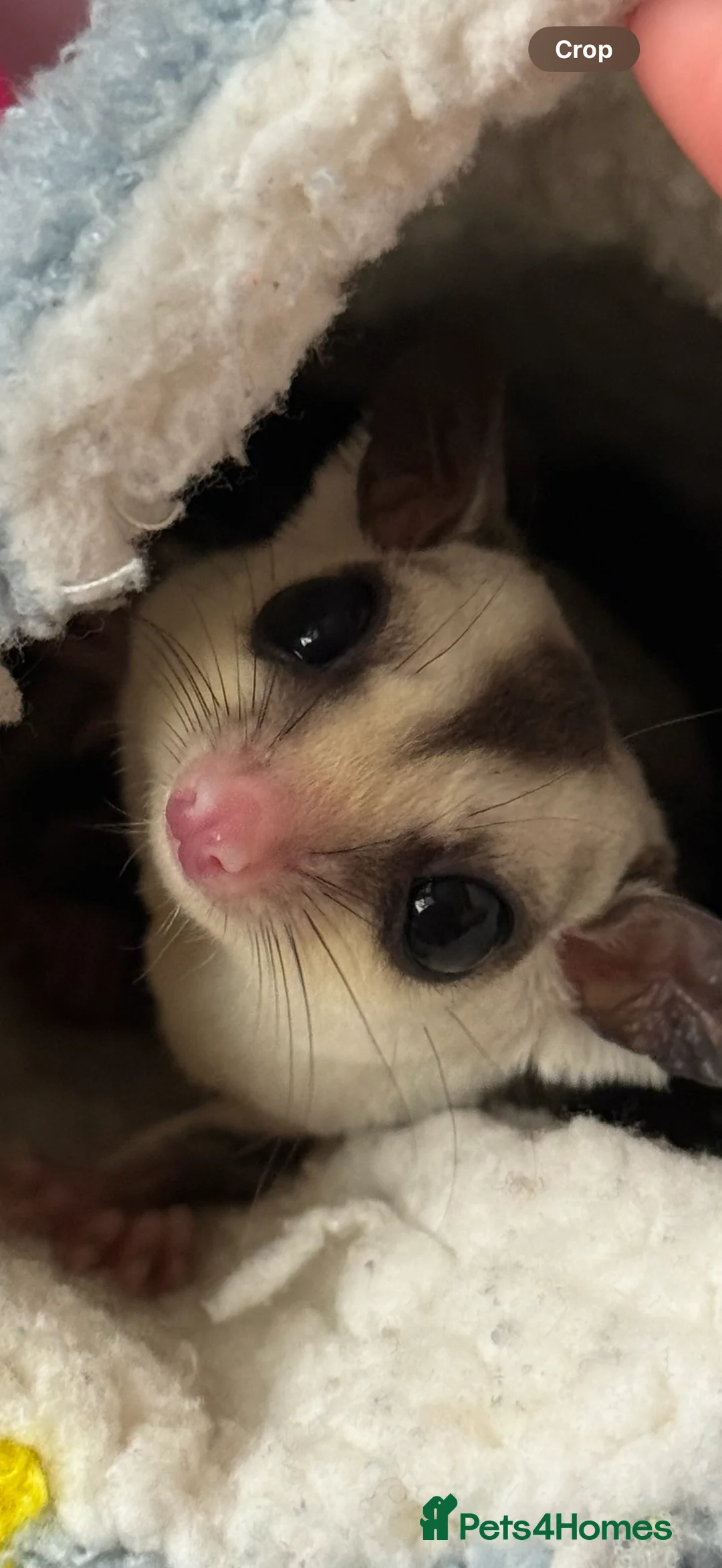 Sugar Glider rodents for sale: Sugar glider with cage  - Advert 2