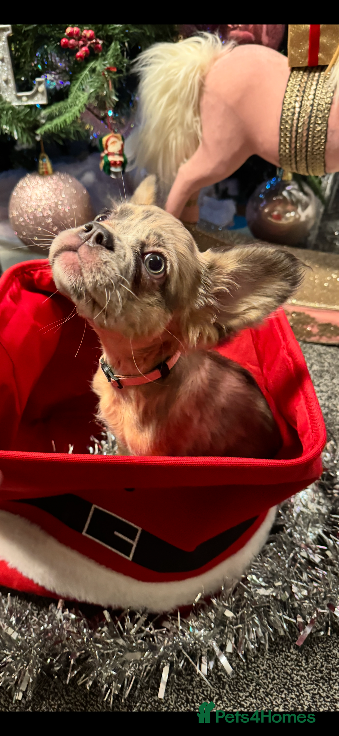 French Bulldog dogs for sale: KC registered! Fluffy frenchies PRICE DROPPED  - Advert 26