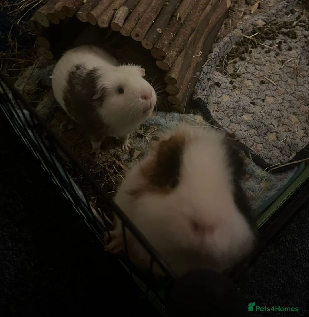 Guinea Pig rodents for sale: 2 male guinea pigs (2 years)+ cage +accessories  in Gloucester - Advert 2