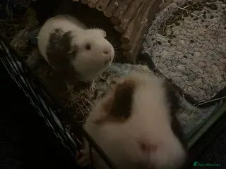 Guinea Pig rodents 2 male guinea pigs (2 years)+ cage +accessories - Advert 5