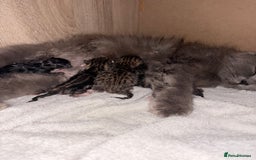 Mixed Breed cats for sale: Beautiful tabby kittens - Image 6