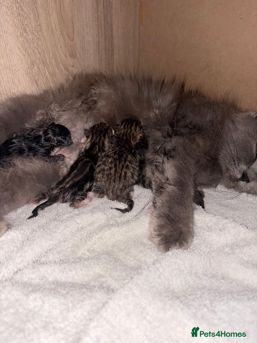 Mixed Breed cats for sale: Beautiful tabby kittens - Image 6