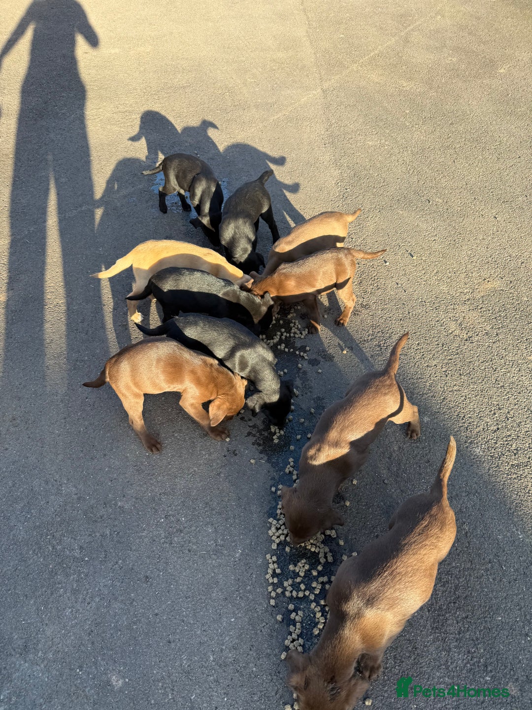 Mixed Breed dogs for sale: Kelpador - Advert 3