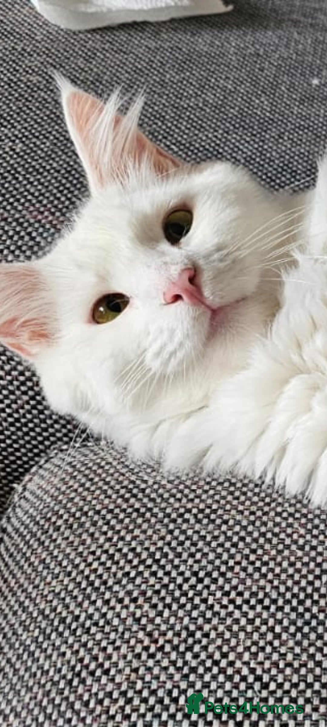 Turkish Angora cats Angora x Maine Coon mix - Advert 5