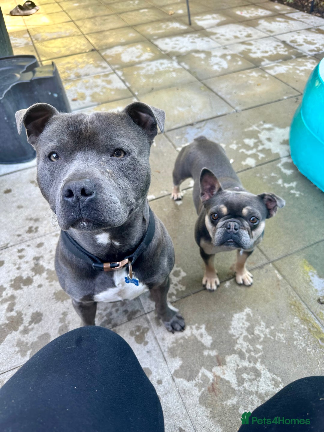 Staffordshire Bull Terrier dogs for stud: Blue Staffordshire Bull Terrier For Stud  - Advert 6