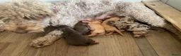 Australian Labradoodle dogs for sale: 🌈 Waiting List Open RAINBOW litter due mid August - Advert 4