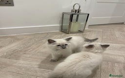 Ragdoll cats for sale: Beautiful 10-Week-Old Blue Point Ragdoll Kittens - Image 1