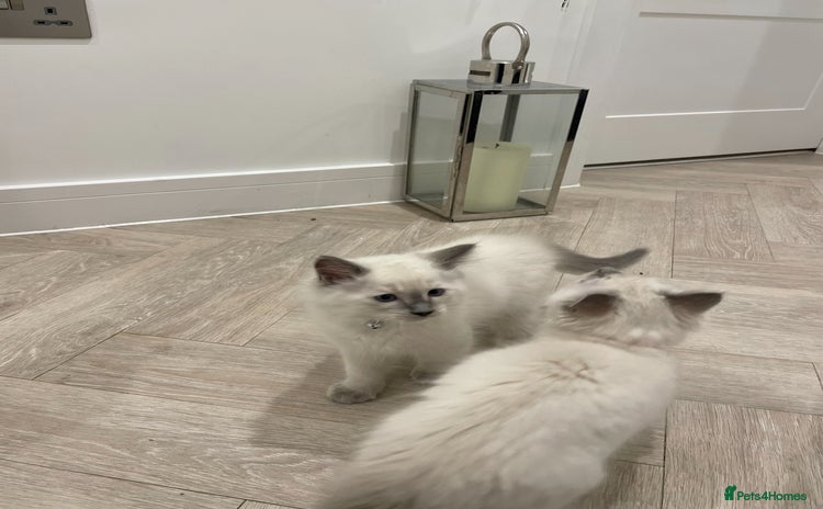 Ragdoll cats - Advert 4