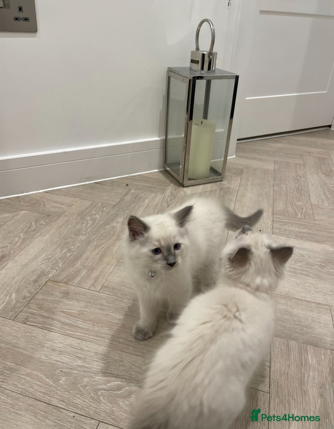 Ragdoll cats for sale: Beautiful 10-Week-Old Blue Point Ragdoll Kittens - Image 1