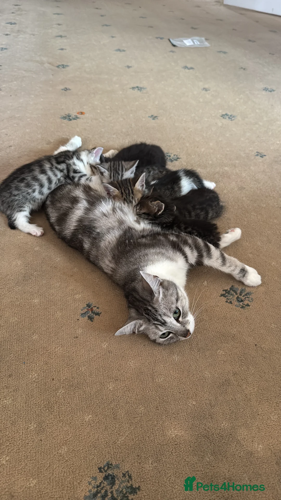 Mixed Breed cats for sale: Mixed breed British shorthair tabby  in Leicester - Advert 2