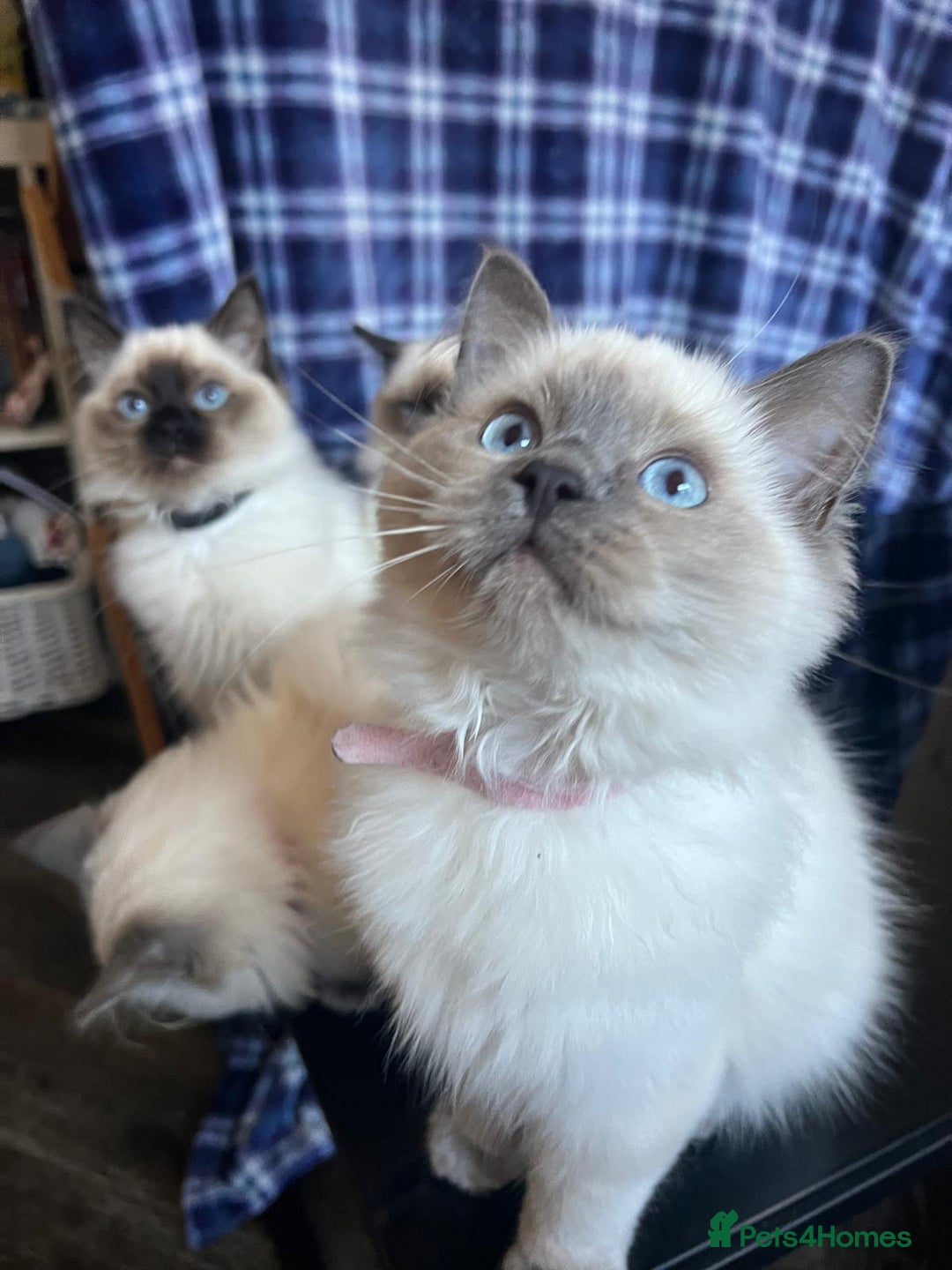 Ragdoll cats for sale: FIFe Registered Ragdoll Kittens Champion Line  - Image 19