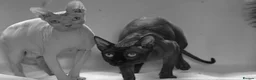 Sphynx cats for sale: Sphynx Kittens   - Advert 7