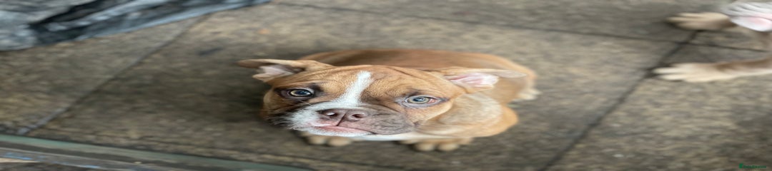 Olde English Bulldogge Puppy 3
