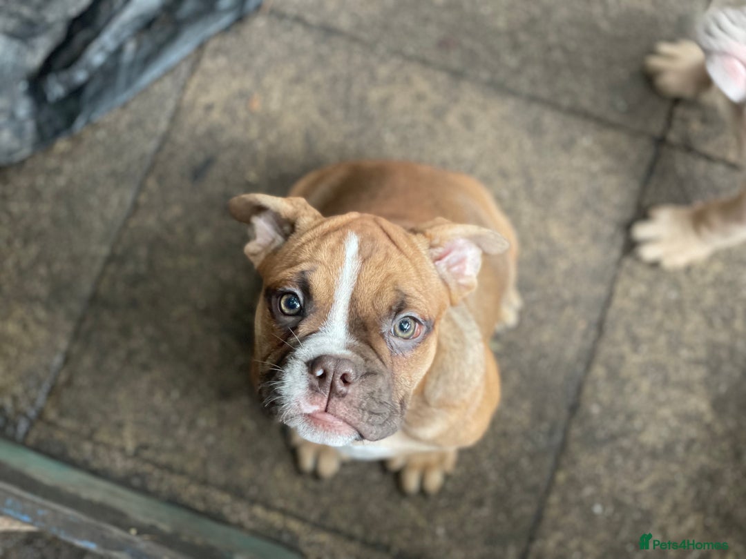 Olde English Bulldogge dogs for sale: Oldie British bull puppies - Image 3