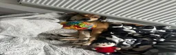 Mixed Breed dogs for adoption: Meet Barney, currently residing in Cheshire  in Nantwich - Advert 4