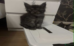 Maine Coon cats for sale: BEAUTIFUL FULL MAINE COON KITTENS AVAILABLE NOW 🐱 - Advert 5